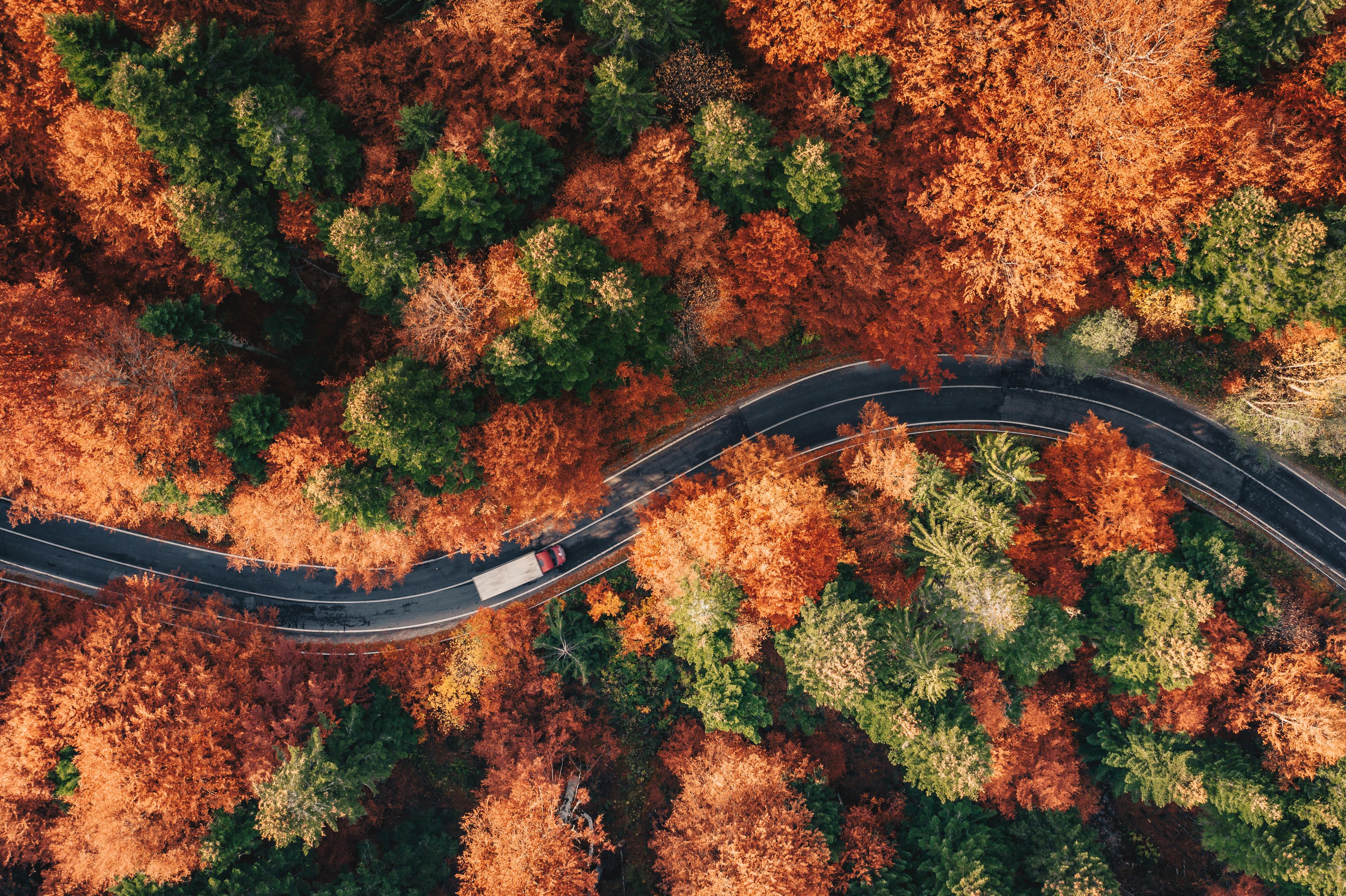 carretera en un bosque